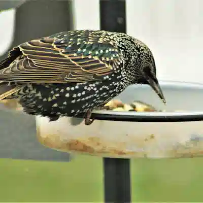 Хлебница деревянная с крышкой-разделочной доской