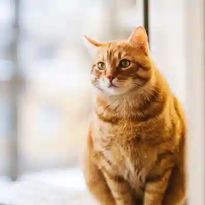 Корм влажный Whiskas с курицей в соусе 85 г x 24 шт