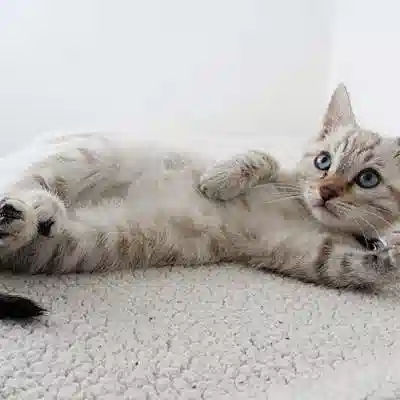 Мячики для кошек набор 12 шт разноцветные