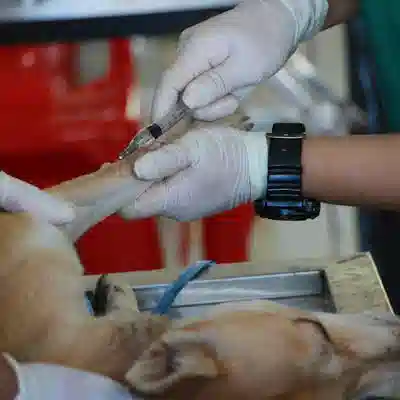 Влажный корм Pedigree для собак, 28 пакетиков