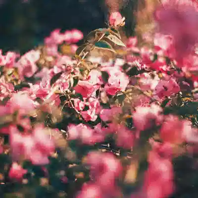 Карандаш чернографитный Koh-I-Noor HB 12 шт